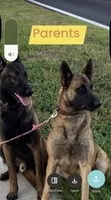  blue collar  , a female Belgian Malinois for sale in Fort Meade, FL – 6 of 6