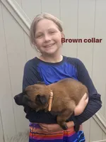 Brown Collar Female , a female Belgian Malinois for sale in Fort Meade, FL – 2 of 4