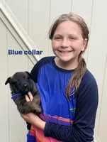 Blue Collar Female, a female Belgian Malinois for sale in Fort Meade, FL – 2 of 5