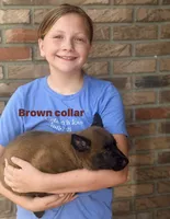 Brown collar, a female Belgian Malinois for sale in Fort Meade, FL – 1 of 9