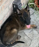  blue collar  , a female Belgian Malinois for sale in Fort Meade, FL – 4 of 6