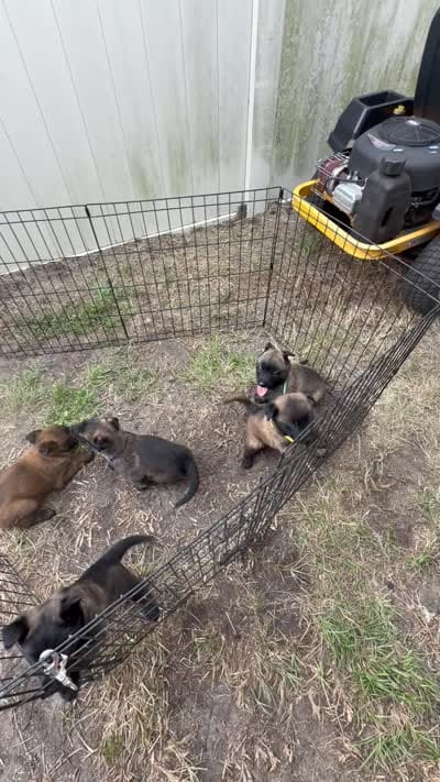 Green Collar Female, a female Belgian Malinois for sale in Fort Meade, FL – 6 of 7