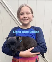 Light Blue Collar Female, a female Belgian Malinois for sale in Fort Meade, FL – 2 of 4