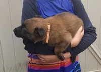 Brown collar, a female Belgian Malinois for sale in Fort Meade, FL – 3 of 9