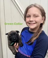 Green Collar Female, a female Belgian Malinois for sale in Fort Meade, FL – 2 of 7