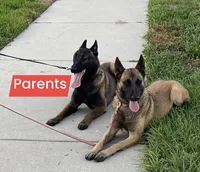  blue collar  , a female Belgian Malinois for sale in Fort Meade, FL – 5 of 6
