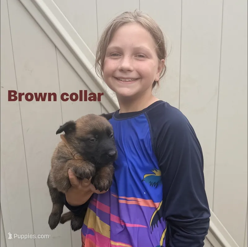 Brown Collar Female , a female Belgian Malinois for sale in Fort Meade, FL – 1 of 4
