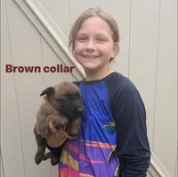 Brown Collar Female , a female Belgian Malinois for sale in Fort Meade, FL – 1 of 4