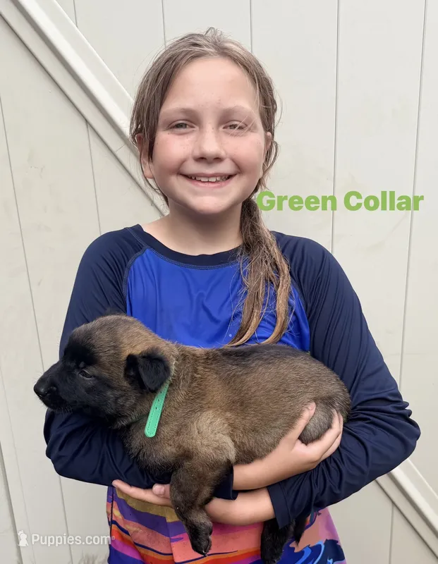 Green Collar Female – Belgian Malinois puppy for sale in Fort Meade, FL