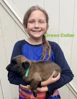 Green Collar Female, a female Belgian Malinois for sale in Fort Meade, FL – 1 of 7