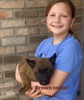 Brown collar, a female Belgian Malinois for sale in Fort Meade, FL – 2 of 9