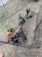 Green Collar Female, a female Belgian Malinois for sale in Fort Meade, FL – 5 of 7
