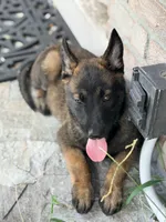  blue collar  , a female Belgian Malinois for sale in Fort Meade, FL – 3 of 6