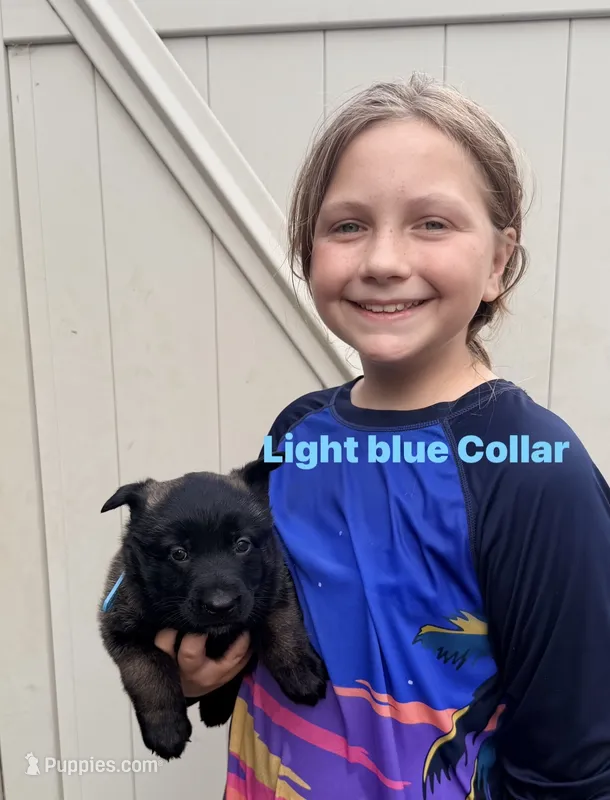 Light Blue Collar Female – Belgian Malinois puppy for sale in Fort Meade, FL