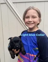 Light Blue Collar Female, a female Belgian Malinois for sale in Fort Meade, FL – 1 of 4