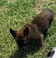  blue collar  , a female Belgian Malinois for sale in Fort Meade, FL – 2 of 6