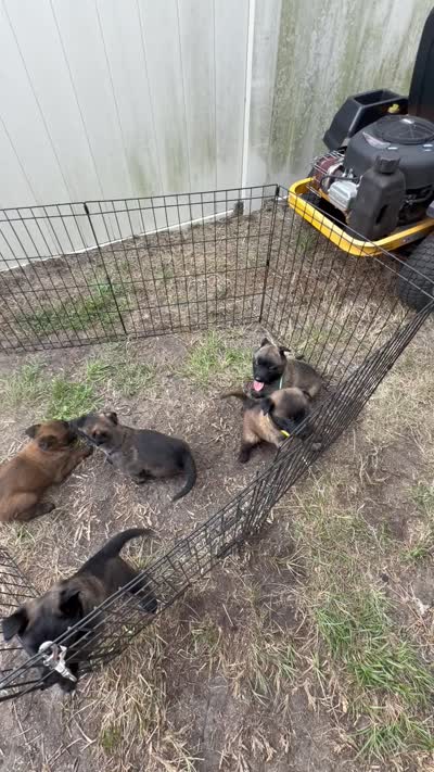 Orange Collar Female , a female Belgian Malinois for sale in Fort Meade, FL – 5 of 5
