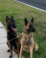 Green Collar Female, a female Belgian Malinois for sale in Fort Meade, FL – 4 of 7