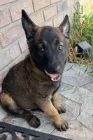  blue collar  , a female Belgian Malinois for sale in Fort Meade, FL – 1 of 6
