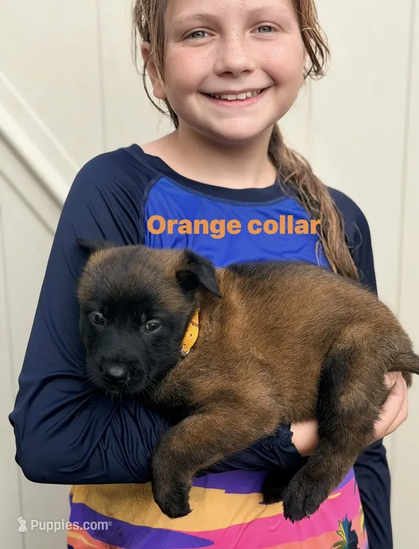 Orange Collar Female , a female Belgian Malinois for sale in Fort Meade, FL – 1 of 5