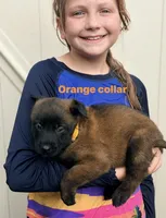 Orange Collar Female , a female Belgian Malinois for sale in Fort Meade, FL – 1 of 5