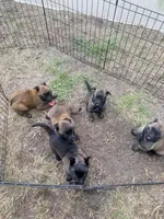 Green Collar Female, a female Belgian Malinois for sale in Fort Meade, FL – 7 of 7