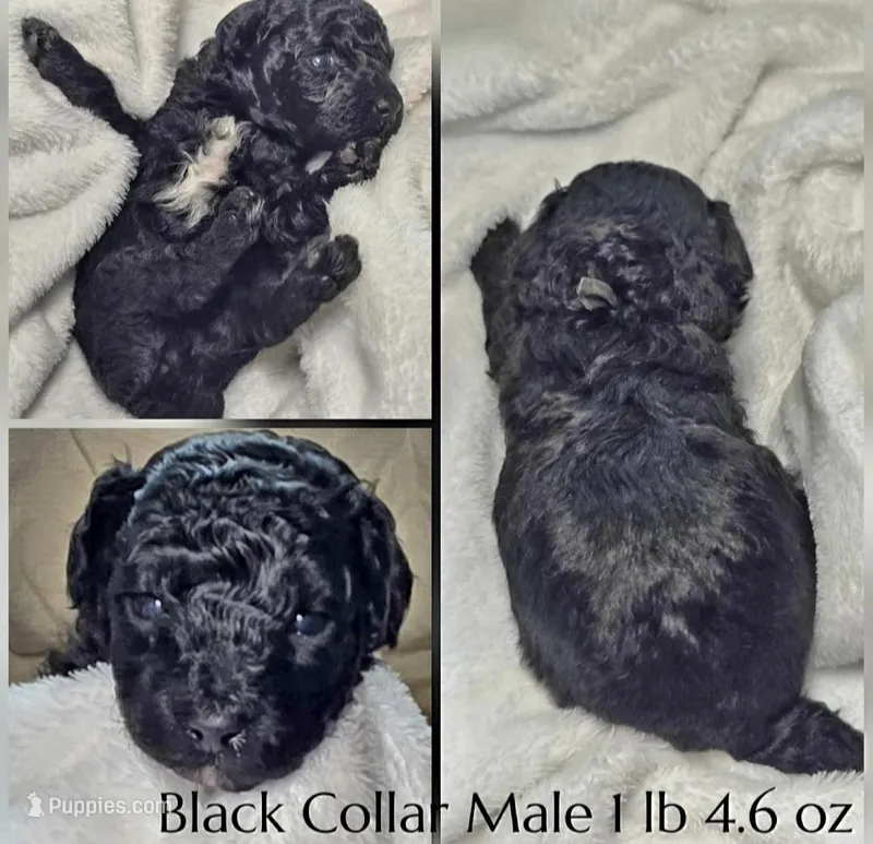 Jack – Poodle - Miniature  puppy for sale in Minneapolis, MN