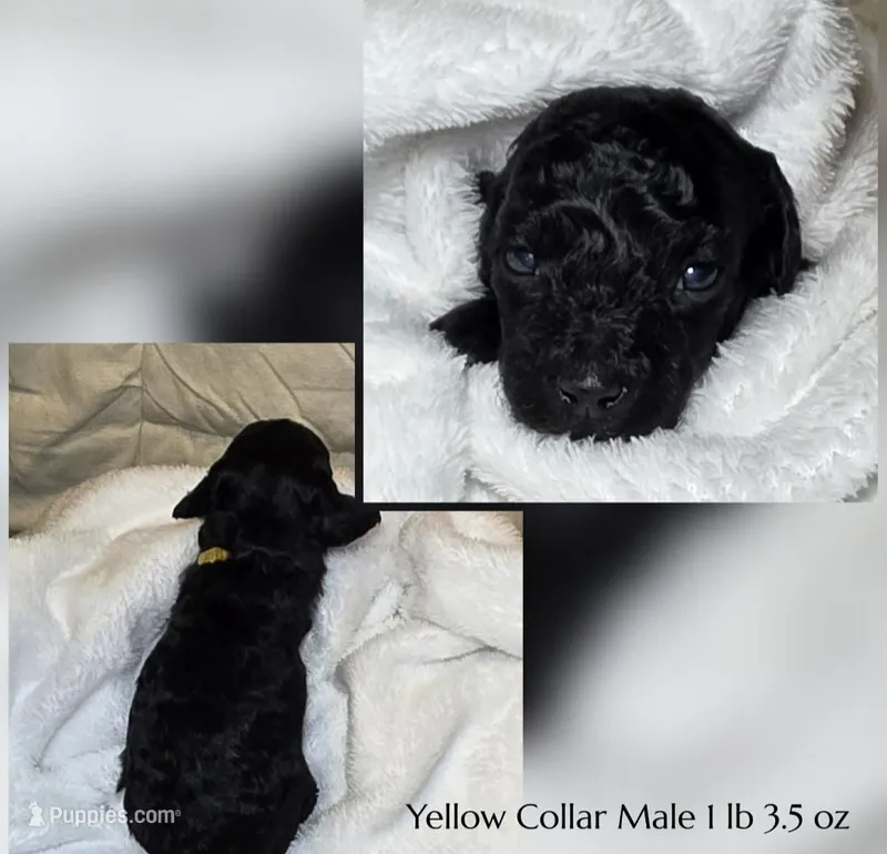 Jack – Poodle - Miniature  puppy for sale in Minneapolis, MN