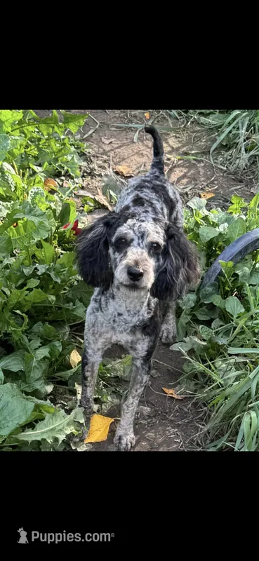 Fletch  – Poodle - Miniature  puppy for sale in Minneapolis, MN
