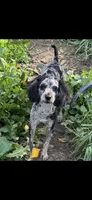 Fletch , a male Poodle - Miniature  for sale in Minneapolis, MN – 1 of 1