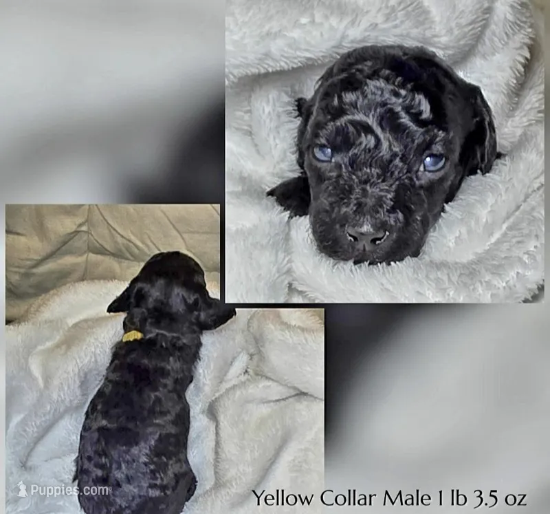 Lucky  – Poodle - Miniature  puppy for sale in Minneapolis, MN