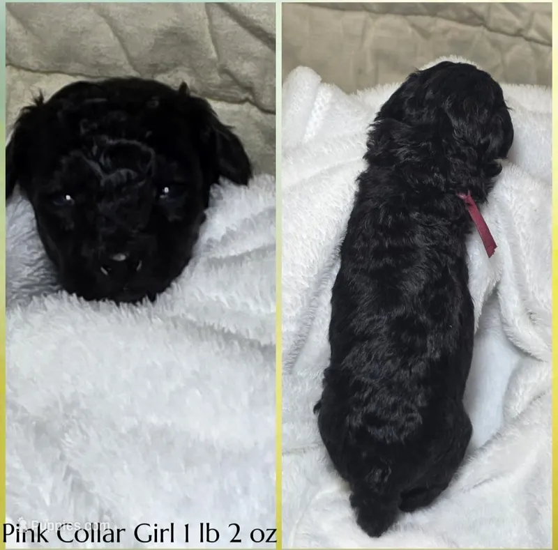 Lucky  – Poodle - Miniature  puppy for sale in Minneapolis, MN