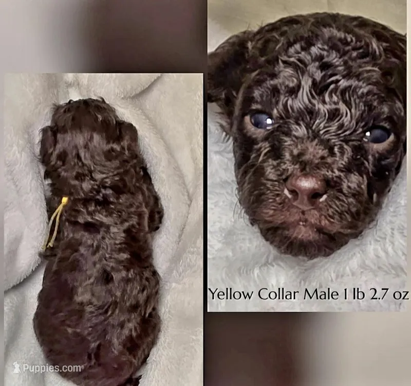 Sam – Poodle - Miniature  puppy for sale in Minneapolis, MN