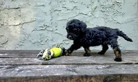 Atticus , a male Poodle - Miniature  and Poodle - Standard  for sale in Minneapolis, MN – 4 of 6