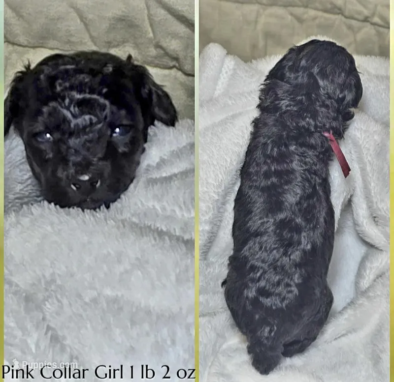 Bridget  – Poodle - Miniature  puppy for sale in Minneapolis, MN