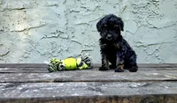 Atticus , a male Poodle - Miniature  and Poodle - Standard  for sale in Minneapolis, MN – 5 of 6