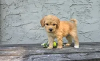Ellis , a male Poodle - Miniature  and Poodle - Standard  for sale in Minneapolis, MN – 2 of 6