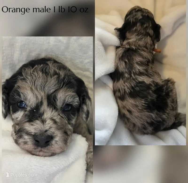 Mack – Poodle - Miniature  puppy for sale in Minneapolis, MN