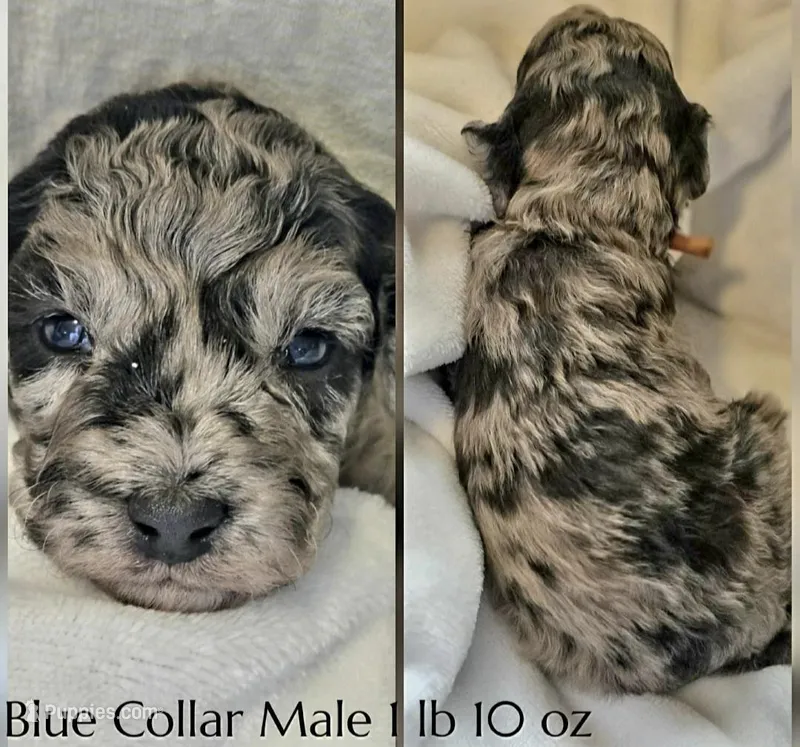 Mack – Poodle - Miniature  puppy for sale in Minneapolis, MN