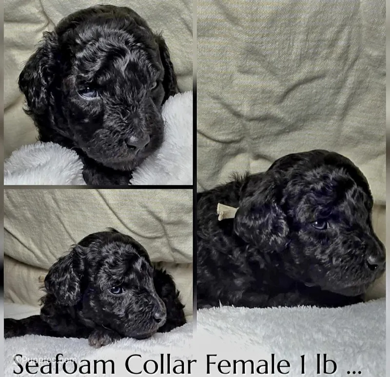 Lola – Poodle - Miniature  puppy for sale in Minneapolis, MN