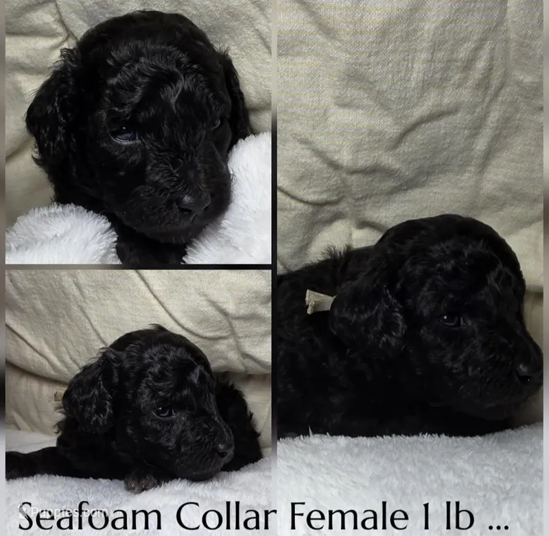 Lola – Poodle - Miniature  puppy for sale in Minneapolis, MN