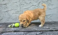 Ellis , a male Poodle - Miniature  and Poodle - Standard  for sale in Minneapolis, MN – 6 of 6