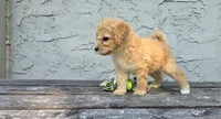 Ellis , a male Poodle - Miniature  and Poodle - Standard  for sale in Minneapolis, MN – 4 of 6