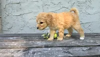 Ellis , a male Poodle - Miniature  and Poodle - Standard  for sale in Minneapolis, MN – 5 of 6