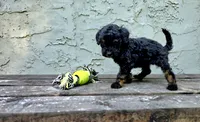 Atticus , a male Poodle - Miniature  and Poodle - Standard  for sale in Minneapolis, MN – 6 of 6