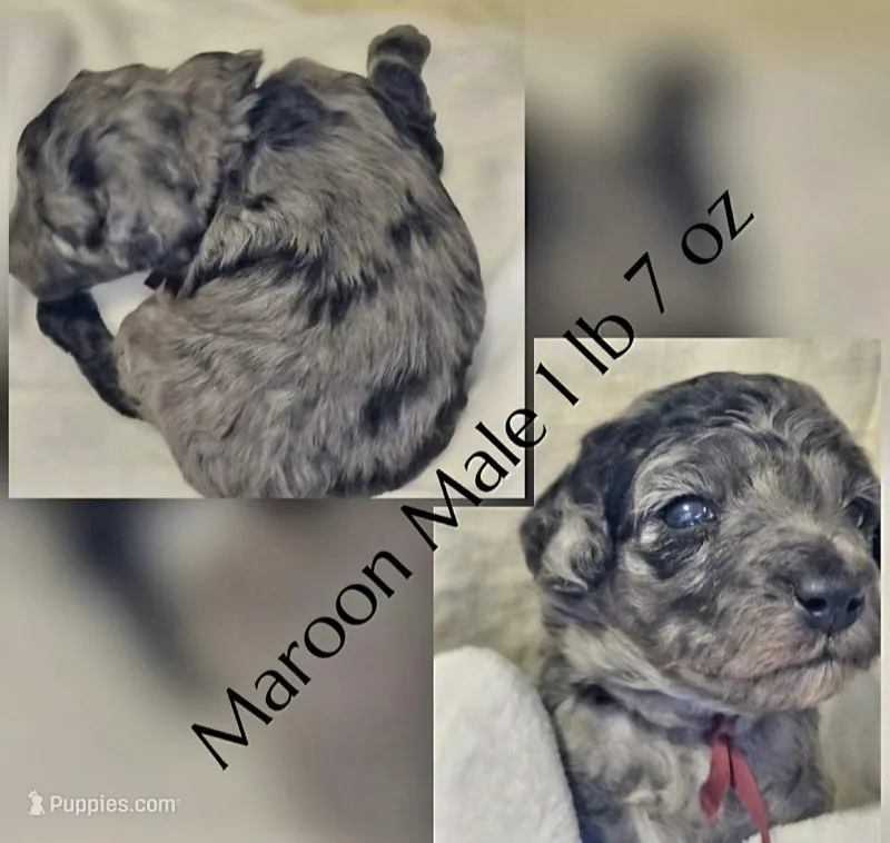 Luke – Poodle - Miniature  puppy for sale in Minneapolis, MN