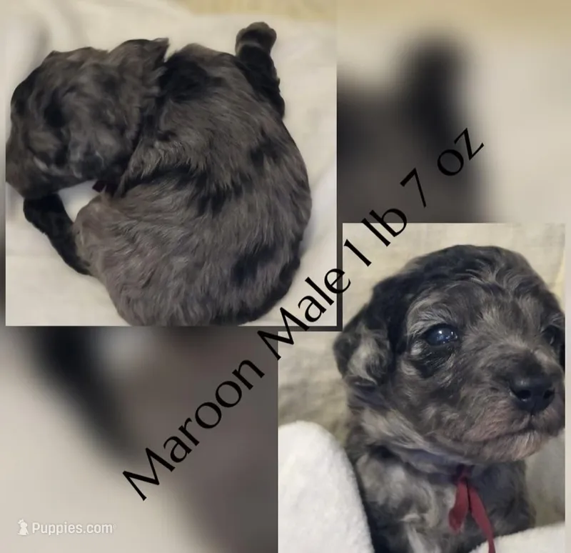 Luke – Poodle - Miniature  puppy for sale in Minneapolis, MN