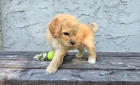 Ellis , a male Poodle - Miniature  and Poodle - Standard  for sale in Minneapolis, MN – 3 of 6