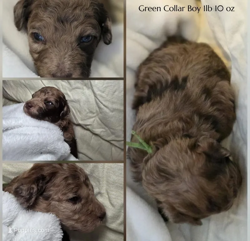 Happy  – Poodle - Miniature  puppy for sale in Minneapolis, MN