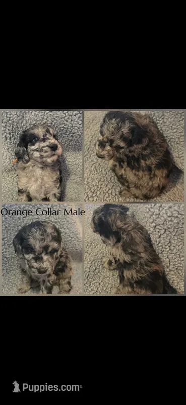 Mack – Poodle - Miniature  puppy for sale in Minneapolis, MN